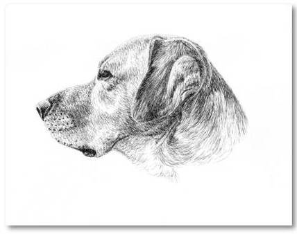 Pen and Ink Dog Art