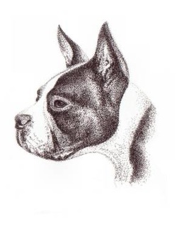Boston Terrier portraits