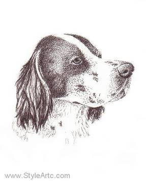 English Setter pen and ink portrait