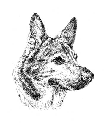pen and ink dog portraits