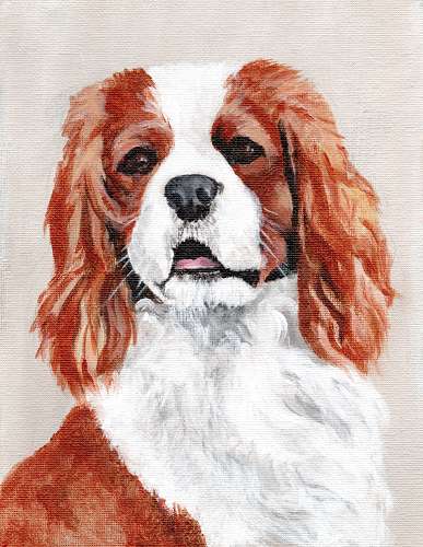 acrylic dog portrait of spaniel