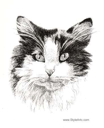 Calico Cat Portrait