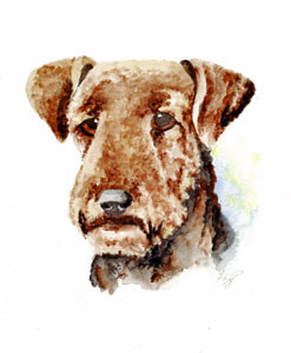 Airedale Terrier Portraits