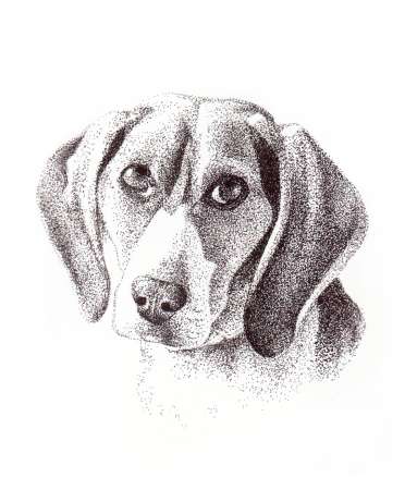 Beagle pen and ink portrait