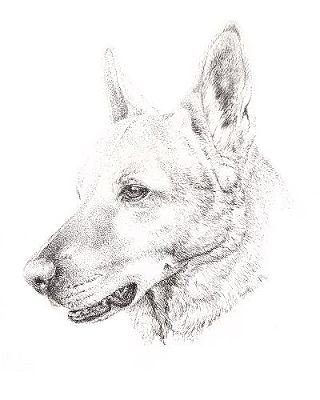 light color dog pen and ink