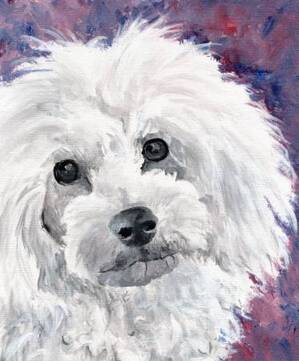 white poodle portrait