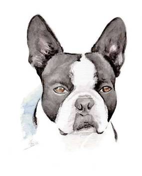 Watercolor Boston Terrier Portrait