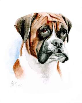 Watercolor Boxer Dog Portrait