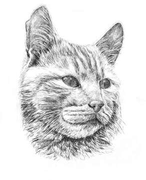Cat Pen and Ink Portraits