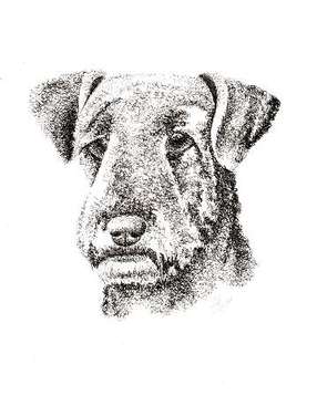 Airedale pen and ink portrait