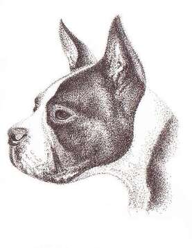 Pen an Ink Boston Terrier Portrait