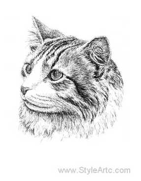 pen and ink cat portrait