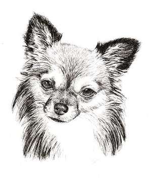 Chihuahua pen and ink portrait