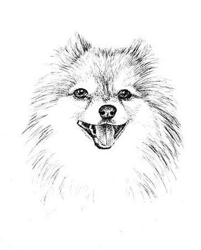 Pomeranian Pen and Ink Portrait
