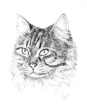 tabby cat pen and ink art