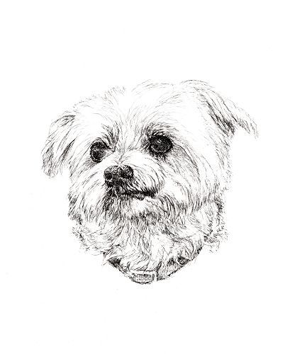 pen and ink white shaggy dog