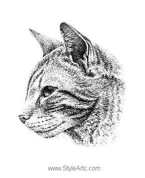 Tabby cat pen and ink portrait