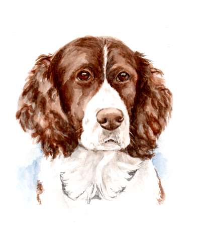 Watercolor Springer Spaniel Portrait