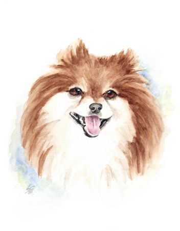 Pomeranian Watercolor Portrait